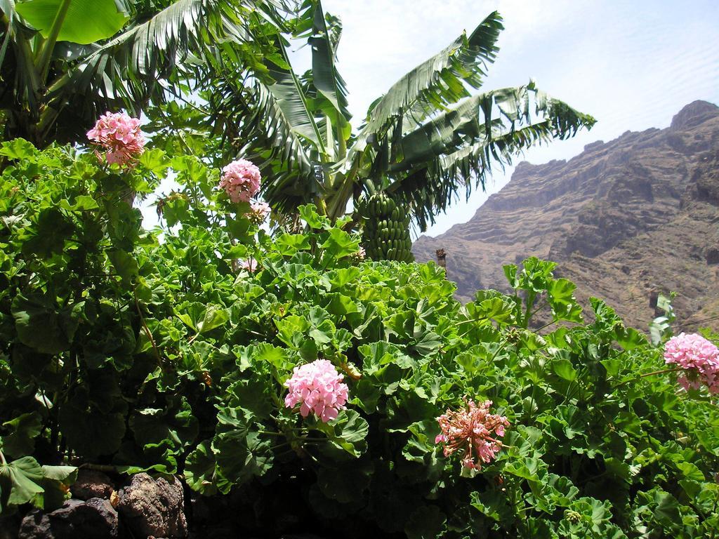Goyo Gomera Apartments Valle Gran Rey Bagian luar foto