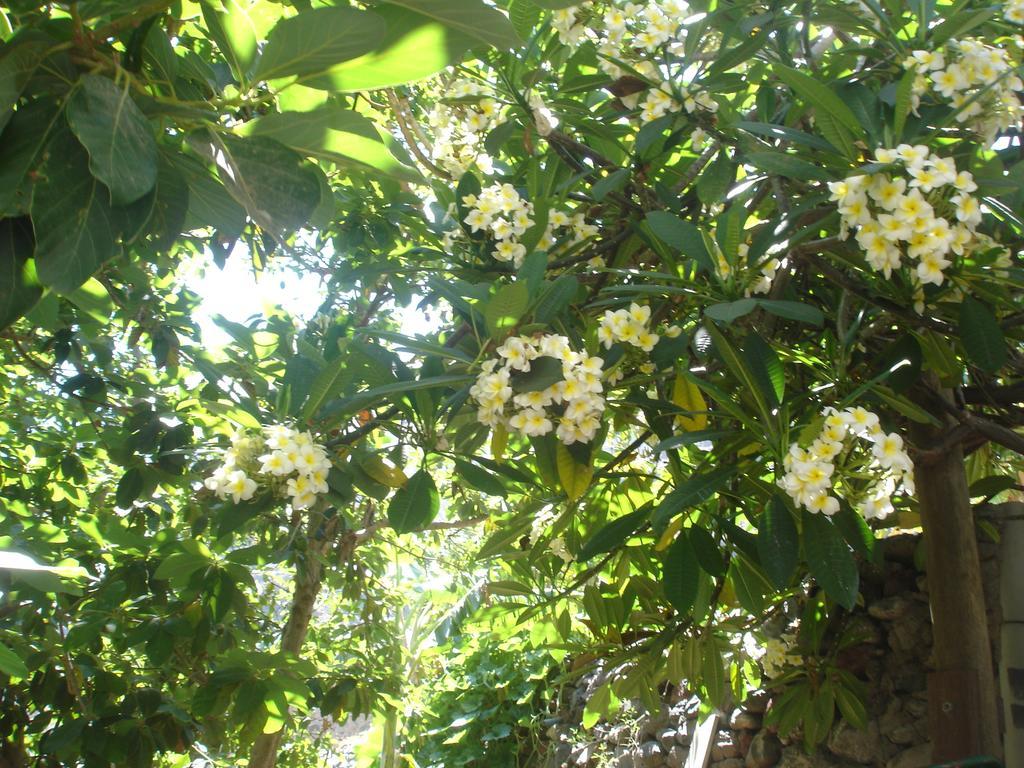 Goyo Gomera Apartments Valle Gran Rey Bagian luar foto